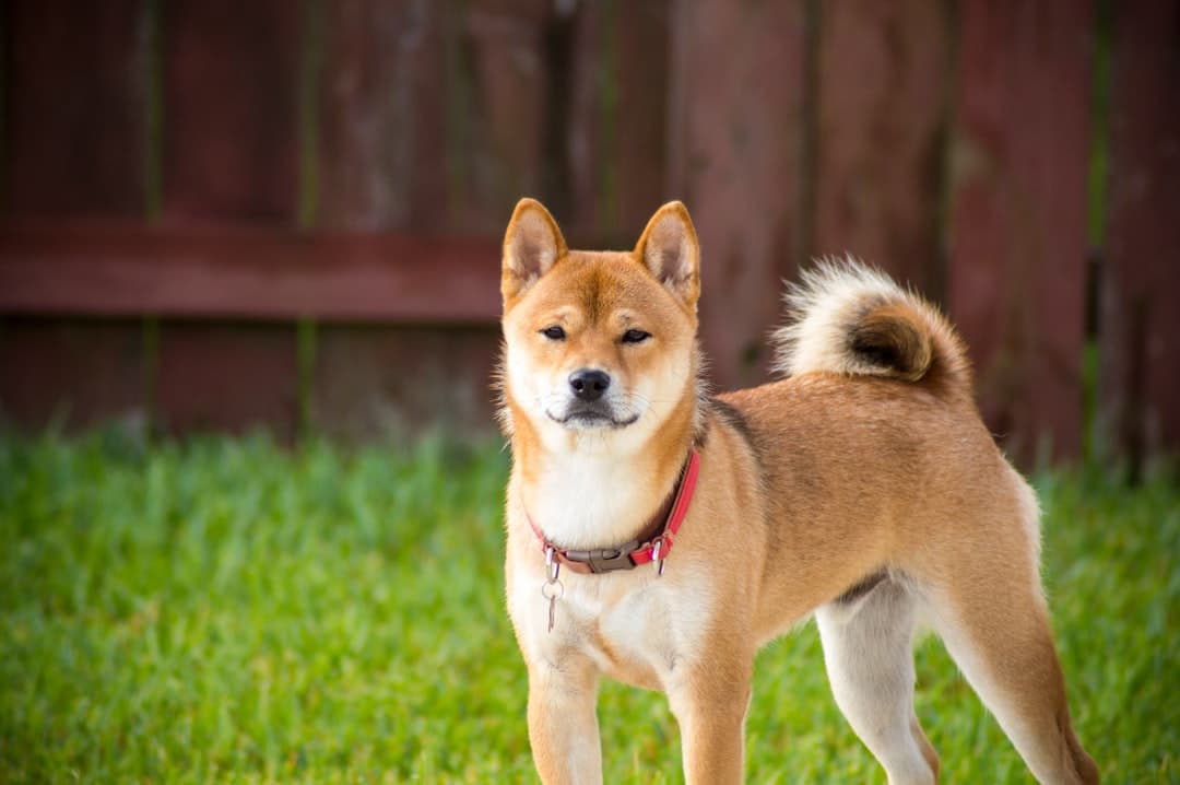 Akita — foto