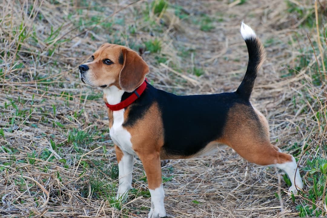 Beagle