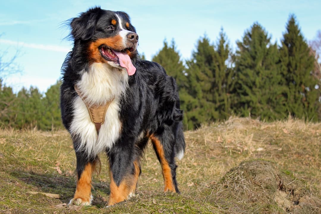Berner Sennenhond — foto