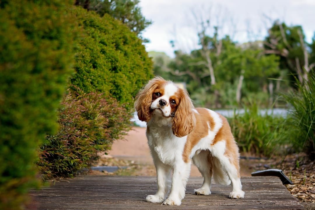 Cavalier King Charles — foto