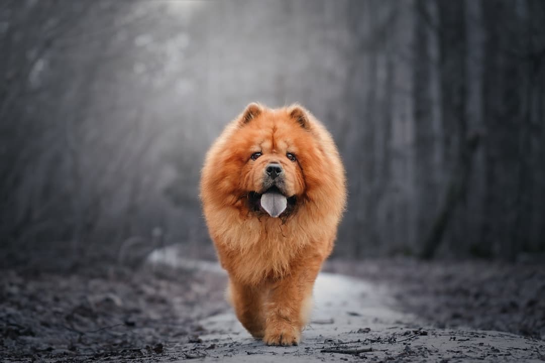 Chow Chow — foto