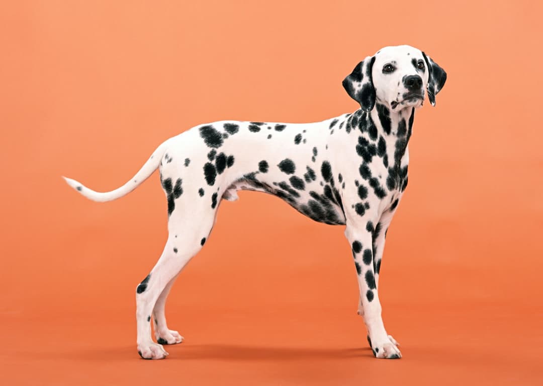 Dalmatier — foto