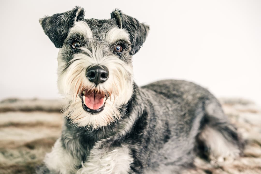 Dwergschnauzer — foto