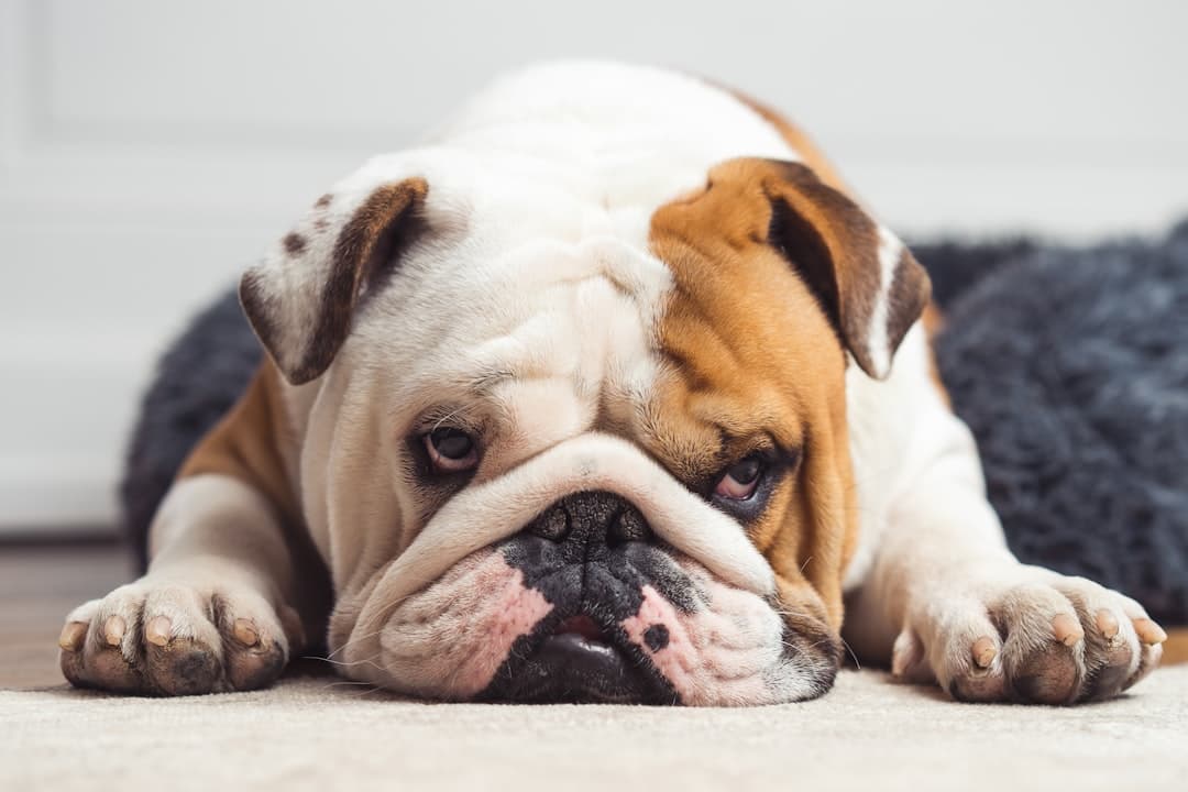 Engelse Bulldog — foto