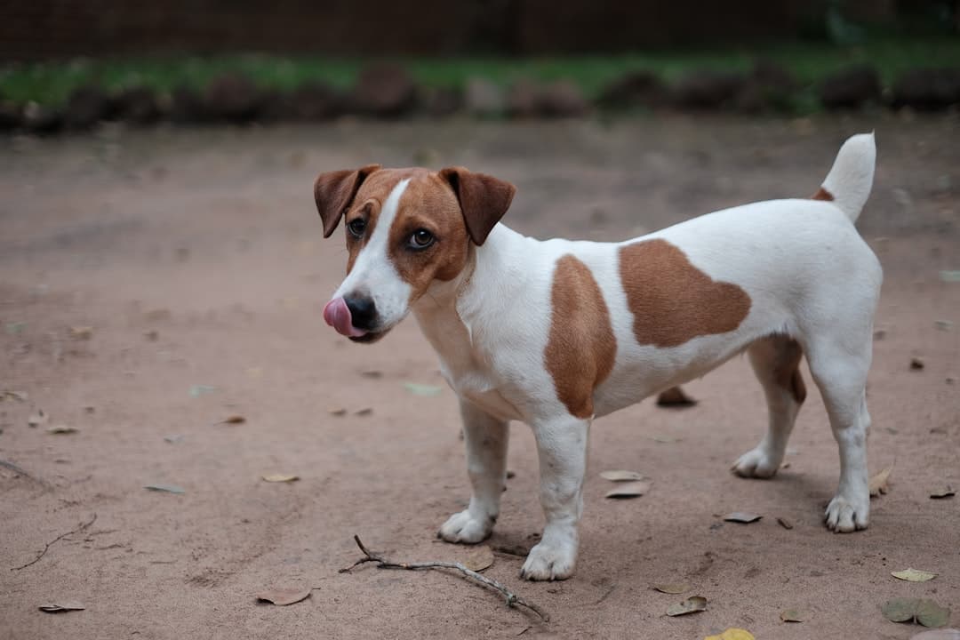 Jack Russell — foto