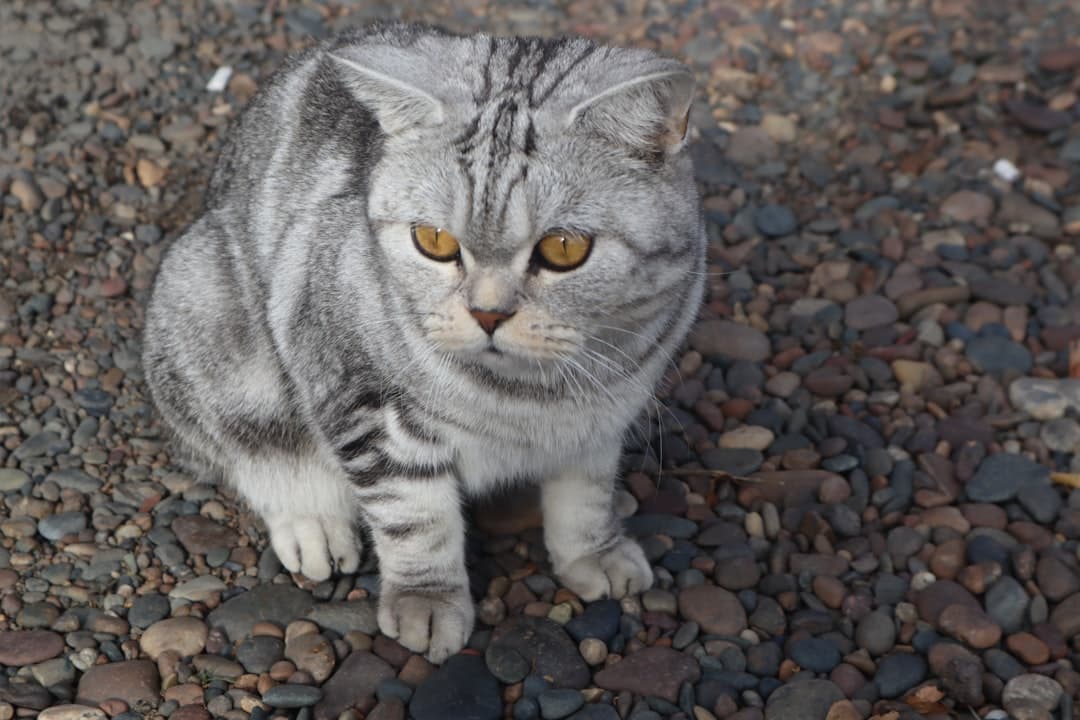 Kat — foto
