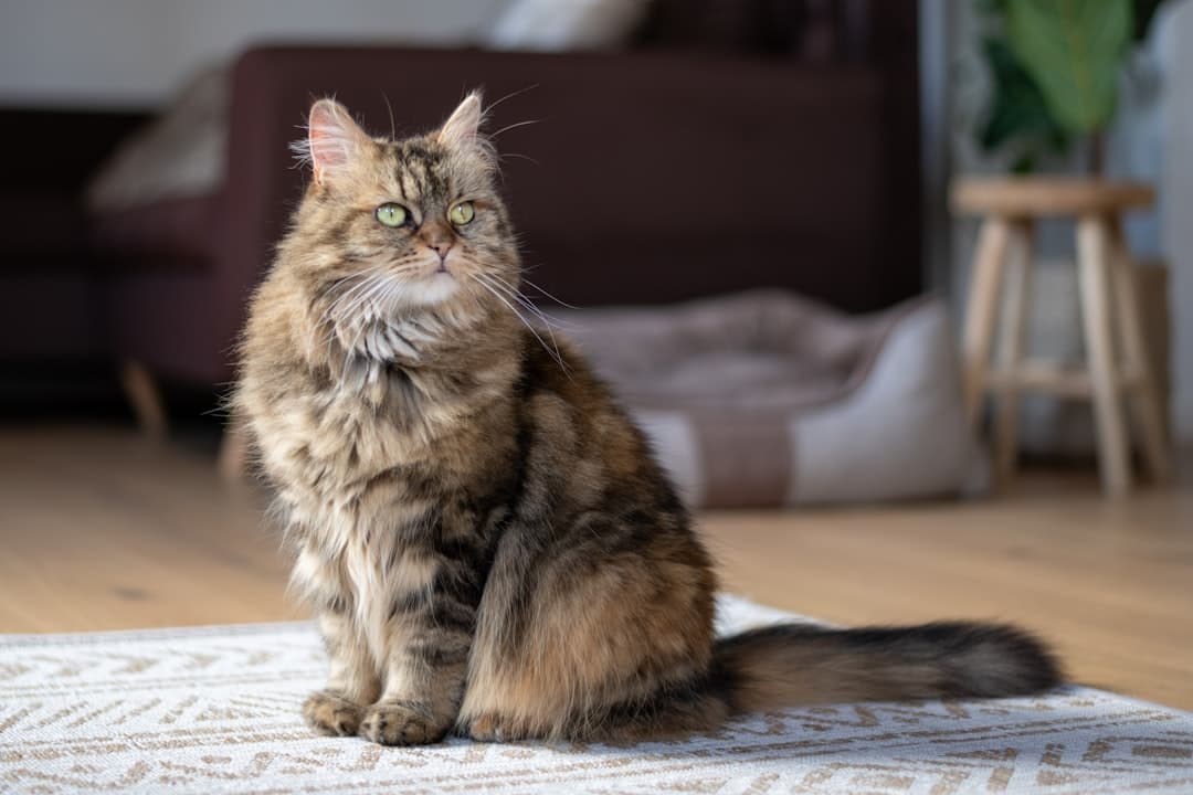 Maine Coon — foto