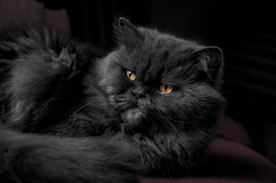 Perzische Kat — foto