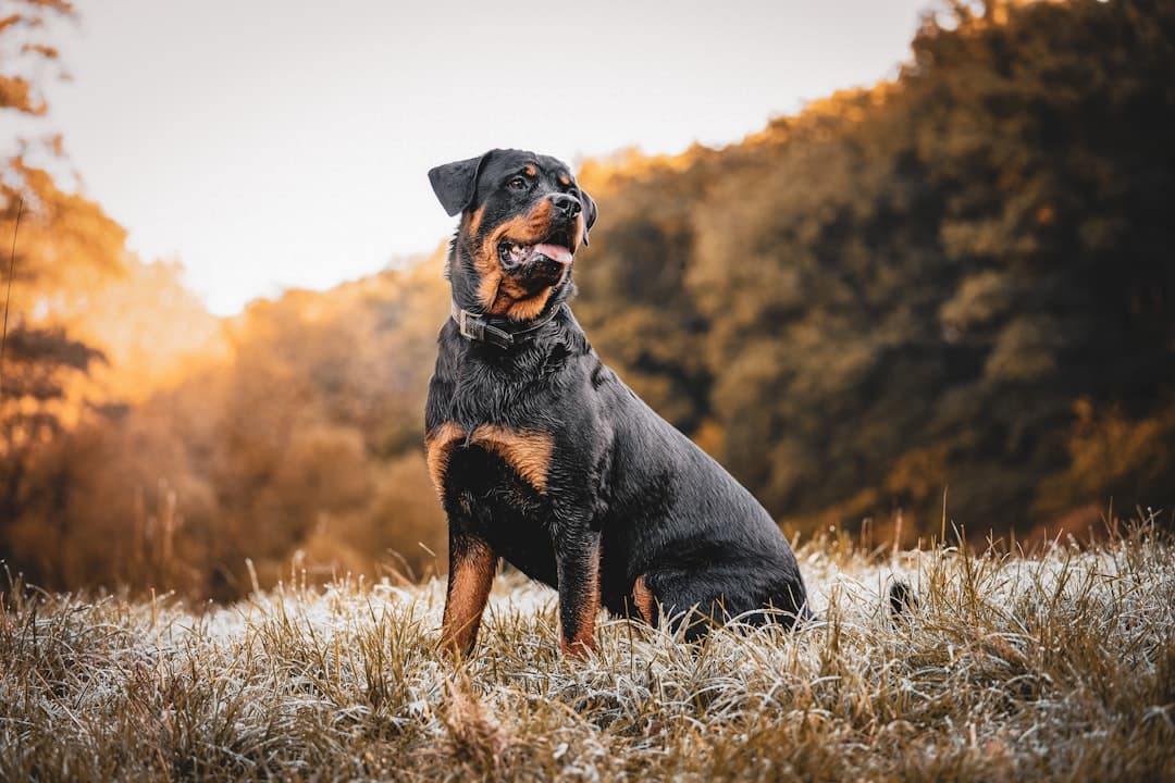 Rottweiler — foto