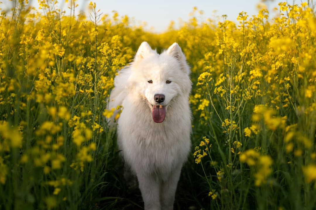 Samoyed — foto