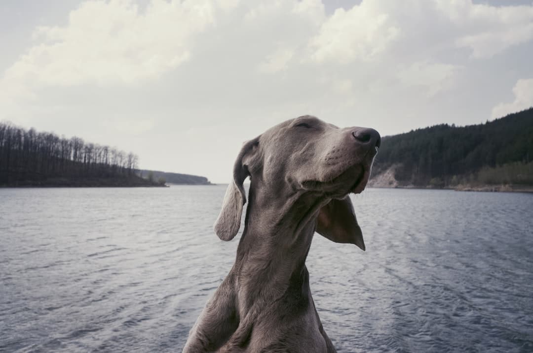 Weimaraner — foto