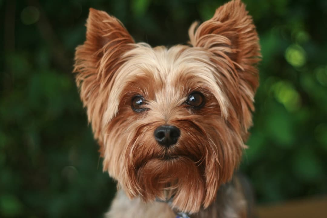 Yorkshire Terrier — foto
